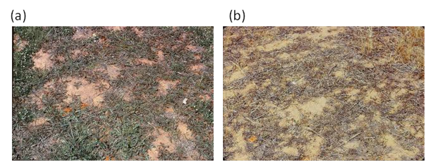 Impact of rust on rosettes on skeleton weed