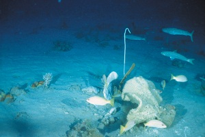 Untrawled area in the North West Shelf