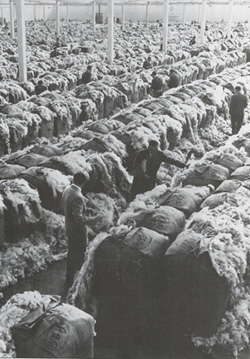 A traditional showfloor with bales opened for buyers to value by 'hand and eye'