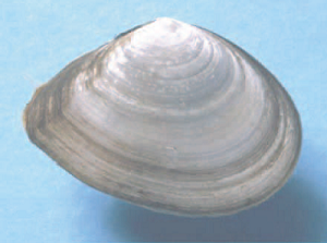 Test organism used for sediment toxicity assessment - Tellina deltoidalis (a bivalve)