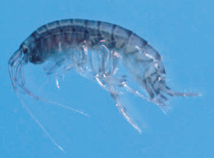 Test organism used for sediment toxicity assessment - Melita plumulosa (a burrowing amphipod)