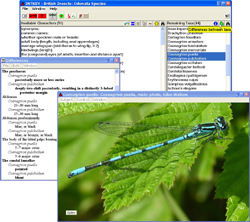 INTKEY windows describing the differences between two species of British insects