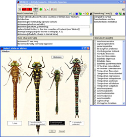 INTKEY windows showing an identification in progress. Here the abdomen characteristics of adult insects are being interrogated.