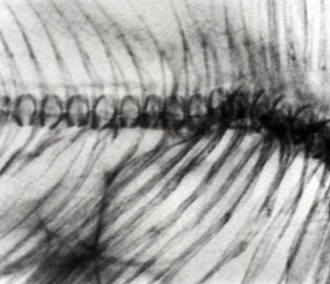 Image of a small aquarium fish showing a contact (i.e. pure absorption contrast) image