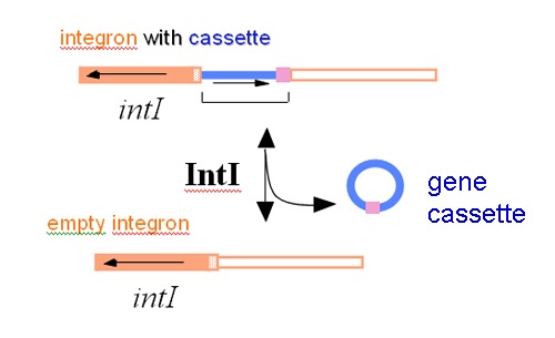 Integration and excision of gene cassette