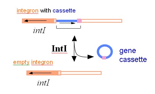 Bacterial Drug Resistance Gene Cassettes And Integrons Csiropedia 4020