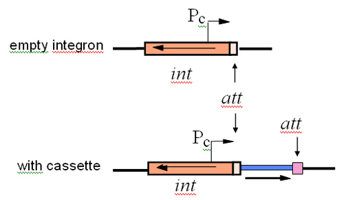 Definition of an integron