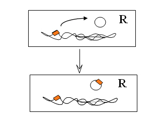 Movement of an antibiotic resistance gene