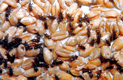 Insect infestation in stored grain