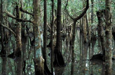 Mangroves along the Marrdja Botanical Walk