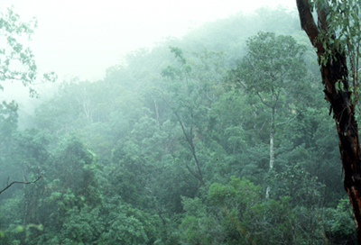 Rainforest in North Queensland