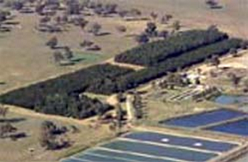 Aerial photo of the Flushing Meadows research site