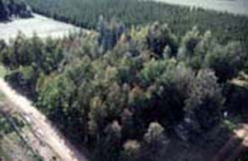 The species in trial in the foreground and the radiate pine trial at the rear