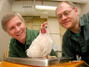 John Lowenthal and Mike Johnson with a 4 week old chicken treated with FAV-ChIFNg by oral delivery at day old