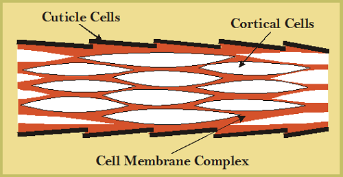 Schematic diagram of the cellular composition of a wool fibre