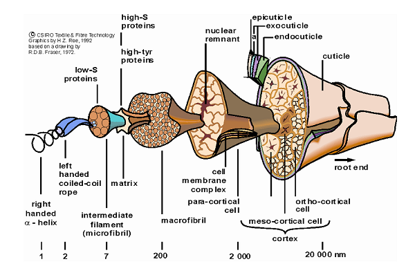 Schematic diagram of a wool fibre drawn by Bruce Fraser