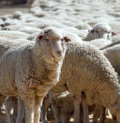 In 1930 black disease was considered to be the most serious infectious disease affecting sheep in Australia.