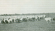 A sheep that had previously shown no signs of illness is seen lagging behind the flock on being chased by dogs