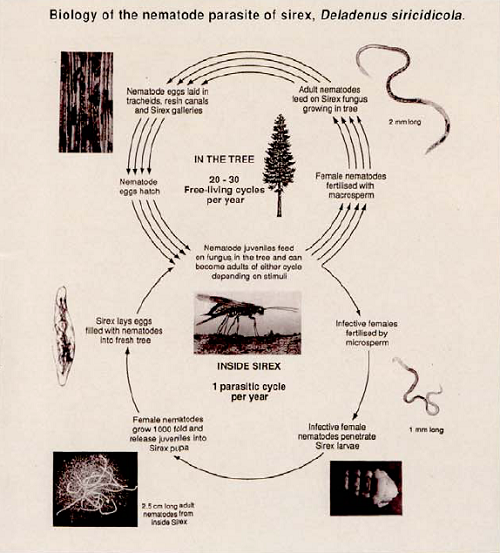 The extraordinary double life cycle of _Beddingia siricidicola_