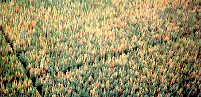 Massive tree damage in a South Australian pine plantation as a result of Sirex attack during 1988