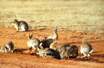Image of european rabbits