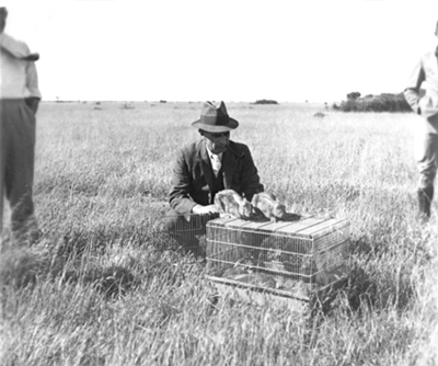 A man releasing Myxoma virus for rabbits