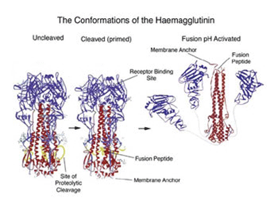 Structural changes in influenza virus haemagglutinin trimer from biosynthesis to infection