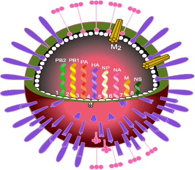 Cut-away cartoon of an influenza virus particle showing the 8 gene segments