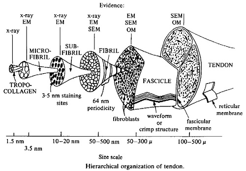 Schematic diagram showing the hierarchical organisation of tendon