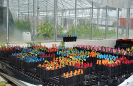 Cotton seedlings in a glasshouse