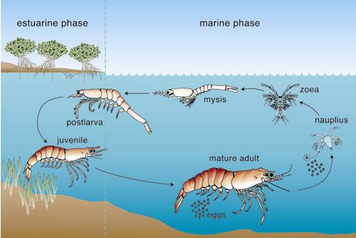 Life cycle studies have offered clues to the sustainability of prawn stocks