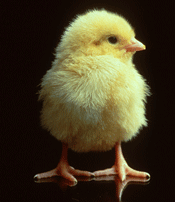 A one-day old chick
