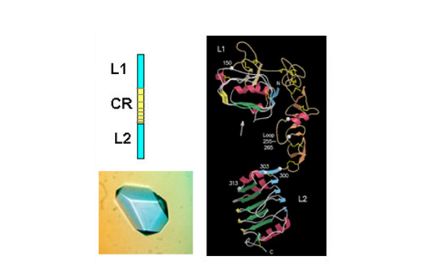 Crystal structure of the L1-CR-L2 fragment of the human IGF-1R