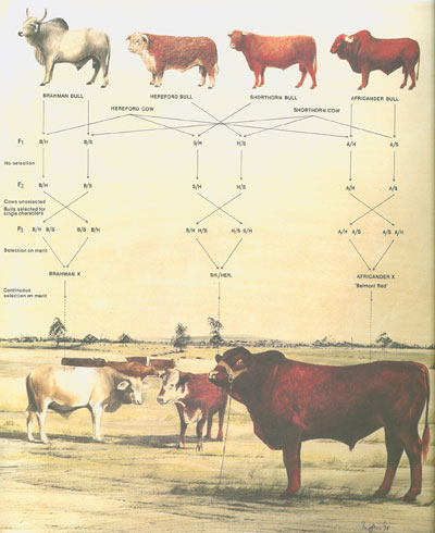 Drawing of various breeds of cattle