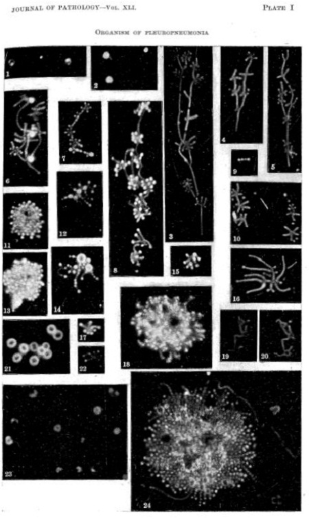 Photographs of the different morphological forms of the bacterium causing contagious bovine pleuropneumonia