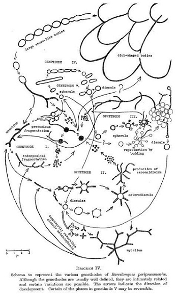 Turner's schema to represent the various methods of reproduction (genethodes) of _Borrelomyces peripneumoniae_