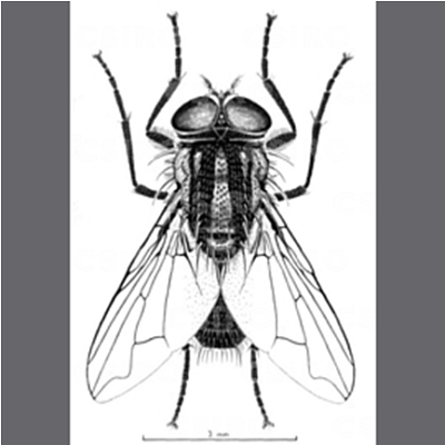 The Australian Bush Fly _Musca vetustissima_