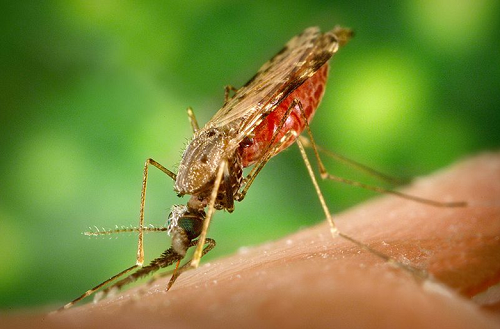 _Anopholes albimanus_ mosquito feeding on a human arm