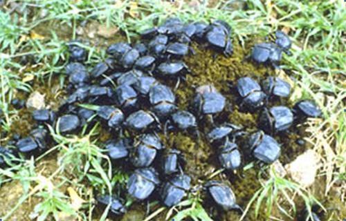 Dung beetles burying dung pad