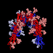 Crystal structure of the fully glycosylated insulin receptor ectodomain dimer