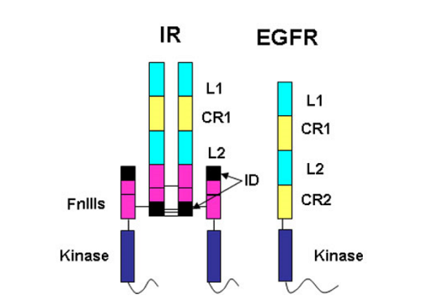 Common domain arrangements in the insulin receptor (IR) and the epidermal growth factor receptor (EGFR)