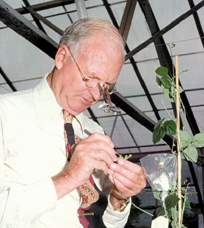 Mark Hutton crossing _Macroptilium_ lines at the Cunningham Laboratory in 1970