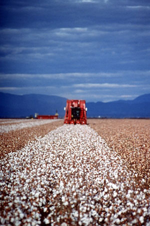 Cotton field