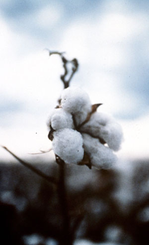 Cotton plant