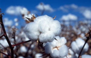 Cotton