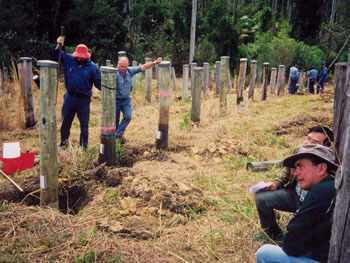 Poles used to measure attack by in-ground decay fungi