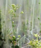 _Arabidopsis_ plants flowering