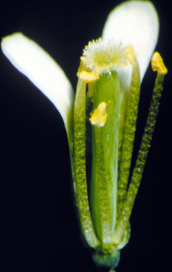 Arabidopsis plant flowering