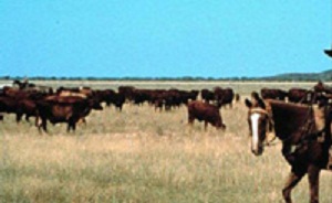 Cattle in far Northern Australia