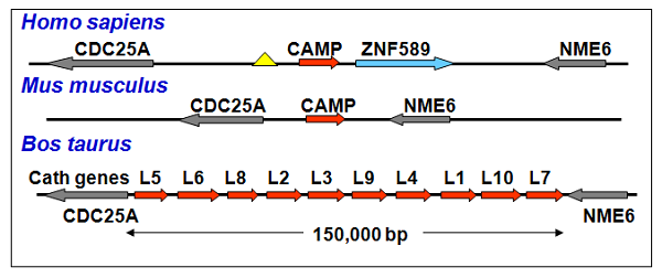 An example of increased anti-microbial capacity in the cow